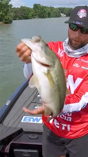 Justin Lucas with a 5-4 largemouth. He’s on 🔥. #bassfishing #smithmountainlake #largemouth #lunkerbass #fishing #visitvbr #trailsetter #franklincounty Bass Pro Shops B&W Trailer Hitches MyOutdoorTV Visit Virginia's Blue Ridge | Major League Fishing