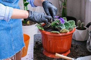What Kind Of Soil Is Best For African Violets? (+Best Soil Mix)