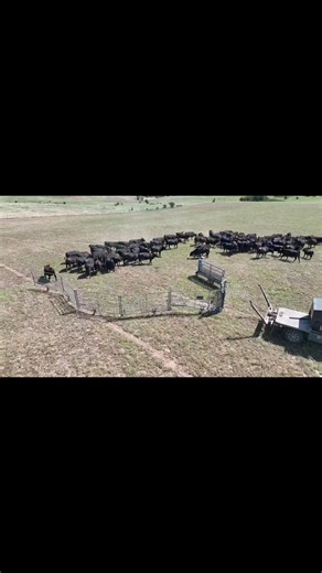 Portable pens for the quicker catch with All-Purpose Corral #eatbeef #silencerchutes #portablecorral #blackangus #ranching #rodeolife #beefcattle #familyfarm #cattlefarming #cowboyup #cattle #beefitswhatsfordinner #vetmed #CalvingSeason #cattleranch | Moly Manufacturing Livestock Equipment