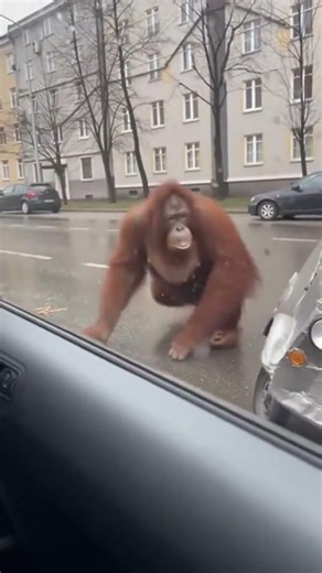 This monkey turned out to be a bad driver (and fat) #wtf #automobile #animallife #pov #gopro #omg