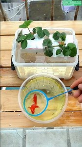 Natural Plant Feeding Using Fish Water — Quick & Safe Method 🌿✨