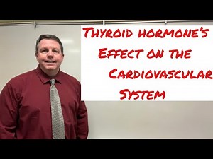 How Thyroid Hormone Effects the Cardiovascular System