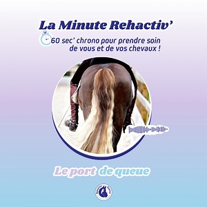 Le port de queue du cheval - La Minute Rehactiv'