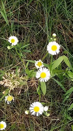wildflowers, kwiaty polne, квіти польові