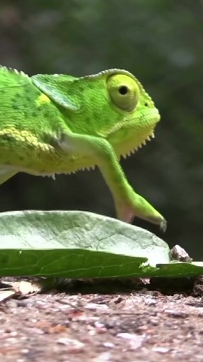 #creatorsearchinsights #fyp #wildlife #chameleonsoftiktok