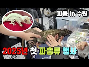 The first reptile event of the year! I failed the game of wits... Reptile Companion Wave in Suwon