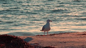 Seagull, Bird, Gull. Free Stock Video