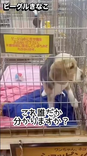 きなこがまだ″私″と出会う前の話 #ビーグルきなこ #きなこ #ビーグル #パピー #感動する話 #犬動画 #愛犬 #無断転載禁止