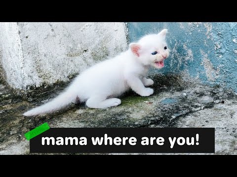 Adorable Small Kitten Calling for Mama Cat Until She Comes 💕 | Cute Baby Cat Moments