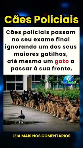A Formatura dos Cães Policiais _ exame final #curiosidade #curiosidades #vocesabia
