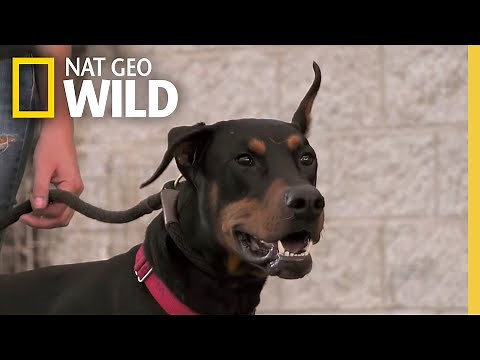 A Doberman Learns to Socialize | Dog: Impossible