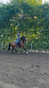 MD Equestrians on Instagram: "For our bitless bridle show we tried many horses bitless for the first time. Lots of different types from shetties to big warmbloods and drafthorses and never ever did one act out of line. 🤭 Some needed some more time to get used to it (talking about 15 minutes), and others like this beautiful 6 year old dressage mare about one minute. 😆😍 Have you tried bitless before? 🥰 Do is wearing the Cody hackamore bridle, this one is €129 clip reins included and worldwide 