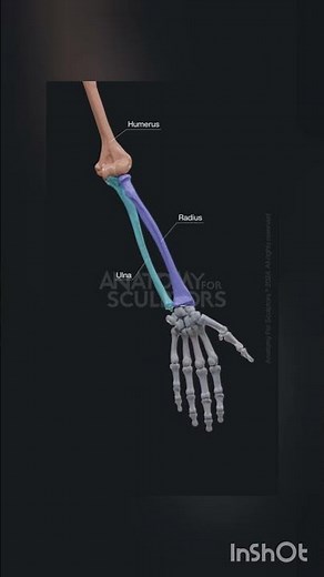 “Explore the Upper Limb Skeleton – Master Every Movement of the Arm and Hand!”