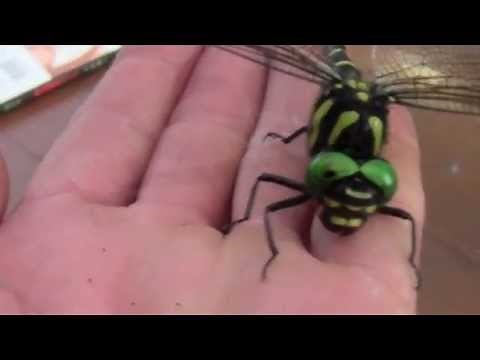 Teeth of the Dragonfly