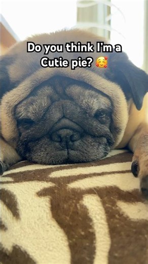 Am I a Cutie Pie? 🥰 #cute #pets #cutedog #dogshorts
