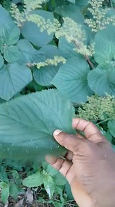 5.9K views · 49 reactions | Its Solve kidney problems | Asante Thomas | Facebook