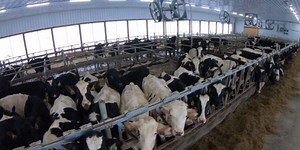 Vt. lawmakers presented with 'radical' plan to take over milk pricing