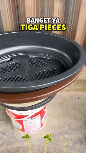 Affordable, thick oval bonsai pot | Indonesian Bonsai #bonsaipot