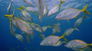 73K views · 752 reactions | The stunning underwater world around the Canary Islands in 90 seconds :-) | Canary Islands | Facebook
