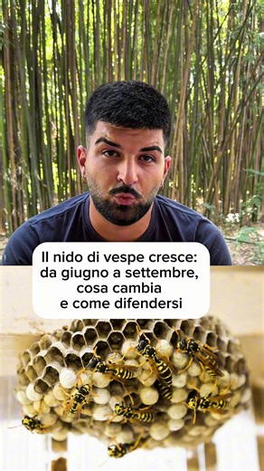 Il nido di vespe cresce: da giugno a settembre, cosa cambia e come difendersi#disinfestazioni #insetti #vespe #nidodivespe #animali