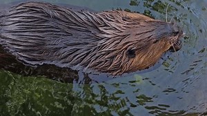 Close Beaver Chewing On Leaves Pond Stock Footage Video (100% Royalty-free) 3545402767 | Shutterstock