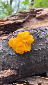 2022 Top 10 Countdown 2/10: The ushiest gushiest Witches Butter (Naematelia aurantia) growing on a hardwood log infected with Stereum mycelium. These jelly fungi are generally edible but have little to no flavor and are mostly textural. They have an amazing capacity to dry out and rehydrate with rain, lasting for months, spreading their spores whenever they get wet. This is still my highest viewed video on TikTok ever with >26 million views, hope you enjoy! #fascinatedbyfungi #top10 #2022recap |