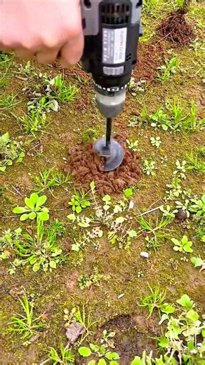 Electric drill with a spiral soil auger bit digging a small hole in grassy soil