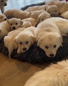 1.2M views · 10K reactions | cute puppies殺殺殺殺 | Dog lover | Facebook