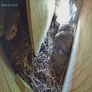 Barn Owl Attack Kestrel Nest | Beautiful Birds | Facebook