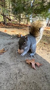 13K views · 891 reactions | Fuzzy Wuzzy, Max, Janet, Daisy, Big Mama, Lilly and Pretty ️ #squirrelwhisperer #amazing #squirrel #FuzzyWuzzy #Max #Janet #Daisy #BigMama #Lilly #Pretty #squirrelfriends #backyardwildlife #connectwithnature #melgsbackyard #melgsbackyardsquirreling | Melanie Getchell | Facebook