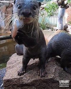 738K views · 3.4K reactions | Good fishy Friday!  | Perth Zoo | Facebook