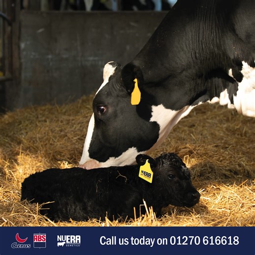 Unlock your herds potential with Sexcel® Male Beef Genetics. Designed to amplify the profitability of your dairy x beef off-spring. Our revolutionary solution provides you with: ✅ Exceptional fertility performance ✅ Proven calving ease ✅ More valuable male calves ✅ Better growth and performance Want to find out more? Head to our website: https://www.absglobal.com/uk/sexed-male-beef/ | Genus ABS