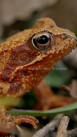 3 marca to Światowy Dzień Dzikiej Przyrody! Milion gatunków zagrożonych. A my wciąż mamy szczęście podglądać je w lasach, nad rzekami, na łąkach. Ponad połowa światowej gospodarki zależy od natury – ale dla nas to coś więcej niż liczby. To śpiew o świcie, tropy na śniegu, zapach mokrej ziemi. Święto ustanowione przez Organizacja Narodów Zjednoczonych przypomina, że dzika przyroda potrzebuje nie tylko zachwytu, ale i ochrony. Podglądajmy. Zachwycajmy się. Chrońmy. | Podglądacze przyrody