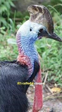 Cassowary: The World's Most Dangerous Bird | Deadliest Bird Facts.