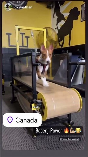 Firepaw: where the whole world runs together 🌐 #dogtreadmill #dogfitness