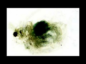 Amscope T490B microscope examples