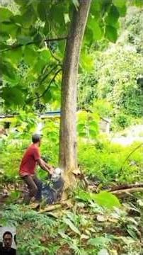 Teak Tree Cutting Process with Chainsaw.#treecutting #fypシ゚viral