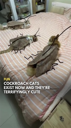 Cat Cockroach Costume for Fun and Spooky Stories