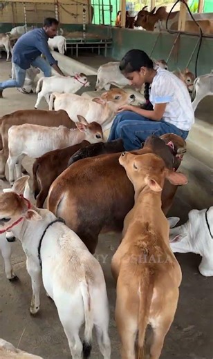 The Cutest Pocket-Sized Cows You've Ever Seen |#youtube #viral #reels #cow #animals #cute #yt