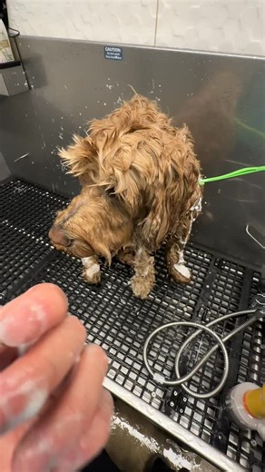 Dog Groomer Danny on Instagram: "Parker the Goldendoodle #dog #grooming #doodle #puppy"