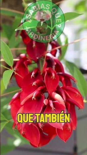 🔥🌿 "Erythrina crista-galli: El Árbol del Coral en Llamas" 🔴✨