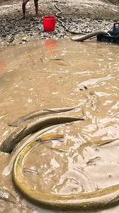 Amazing Village Fishing Video #village #bigfish #catfish #fishing #fish | Local Fishing Videos