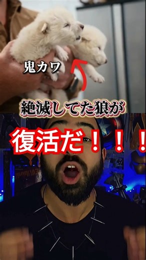 ベンゼイン on Instagram: "驚愕】絶滅動物の復活が始まった…次はマンモスとドードー鳥？絶滅から復活へ。ダイアウルフを生んだバイオ企業がすごすぎた#ダイアウルフ復活 #絶滅動物 #バイオテクノロジー #遺伝子操作 #現代に蘇る #衝撃ニュース #科学の力 #ColossalBiosciences#DireWolf #DeExtinction #GeneticEngineering #ScienceBreakthrough #GameOfThronesIRL #FutureOfLife"