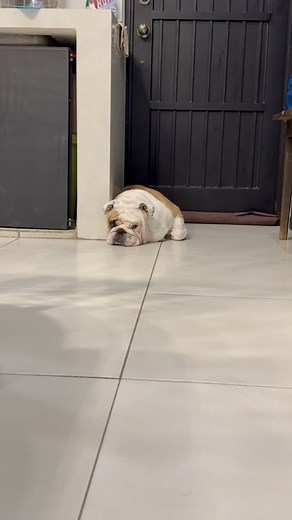 A Peligro nadie lo deja sin cenar 🐾🐶🍔 #bulldog #humor #comida | Mina's Bulldogs
