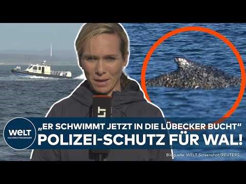 GESTRANDETER WAL: "Der Wal ist jetzt Richtung Nordsee unterwegs!" - Happy End für die Wal-Rettung