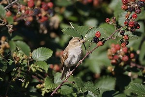 The humble house sparrow | London Wildlife Trust