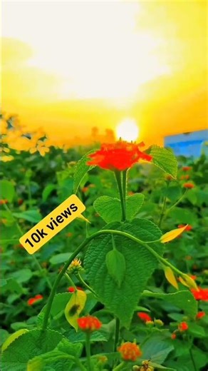 Amazing Nature Background Video 2025 | Beautiful Scenery in 4K Ultra HD