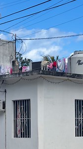 Hello from my hour stay in Cozumel. Yes thats two dogs on a roof | Slot Machines ltd.