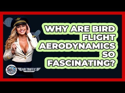 Why Are Bird Flight Aerodynamics So Fascinating? - Air Traffic Insider