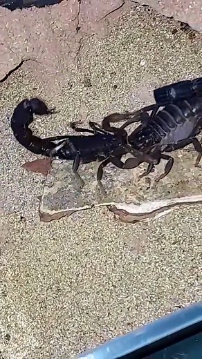 Reproduction Process of Scorpions Revealed